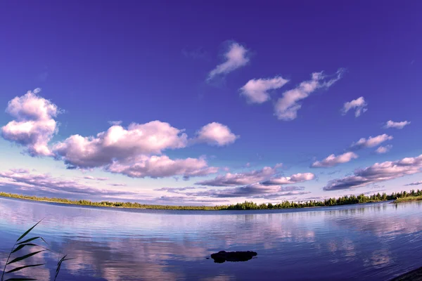 Forest lake — Stockfoto