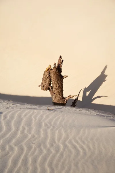 Tronco na duna de areia — Fotografia de Stock