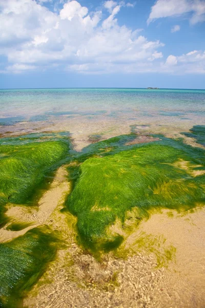 Зелені водорості — стокове фото