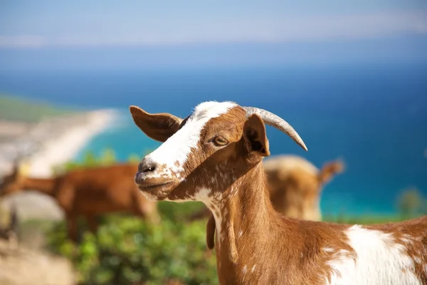 Cabeça de cabra jovem — Fotografia de Stock