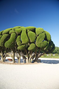 madrid park'ın güzel ağaçta