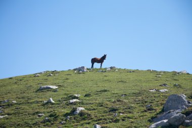 Tay yeşil tepe üzerinde