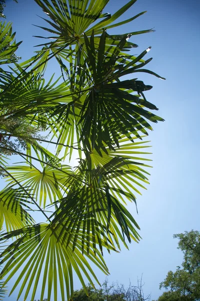 Фон лист пальмы и небо — стоковое фото