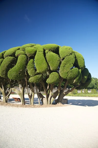 Madrid park'ın güzel ağaçta — Stok fotoğraf