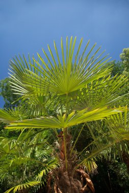büyük şube palm