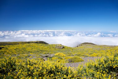 High view at La Palma clipart