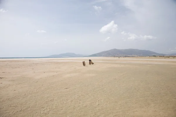 stock image Dustbins at the beach