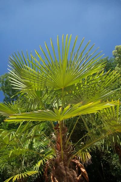 Большая ветвь пальмы — стоковое фото