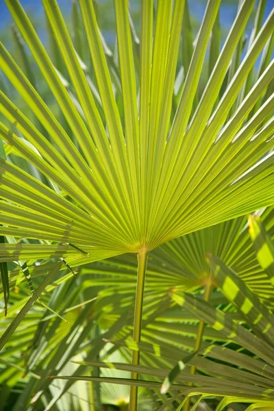 Grande feuille de palmier — Photo