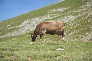 Cantabria vadisinde otlayan hayvan