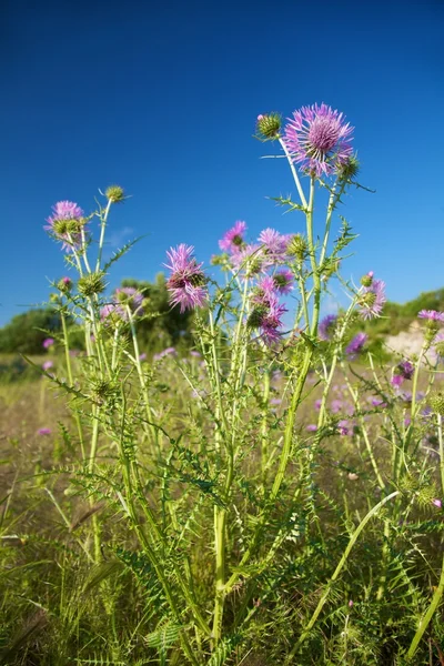 stock image Pink flower