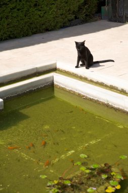 Kara kedi izlerken balık