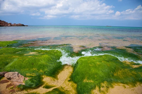 Seaweed and ocean horizon — Stock Photo, Image