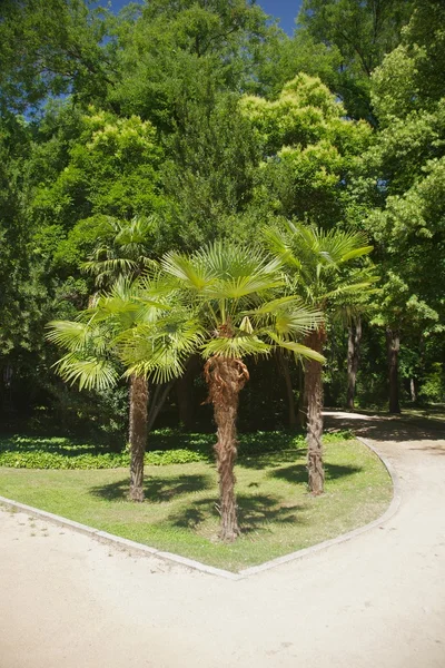 Drei Palmen im Wald — Stockfoto