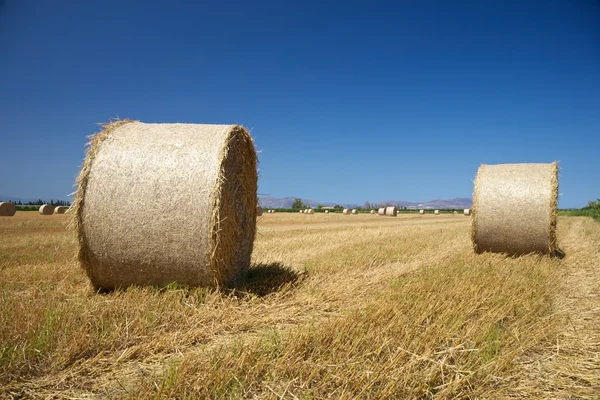 Two straw cylinders — Stock Photo, Image