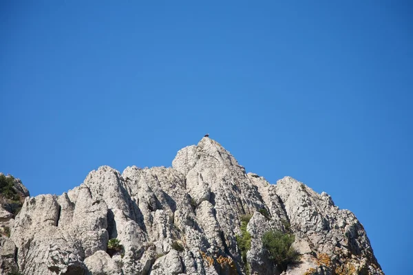 Avvoltoio su grande picco roccioso — Foto Stock