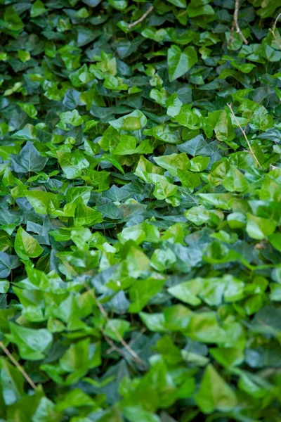 stock image Full of green leaves