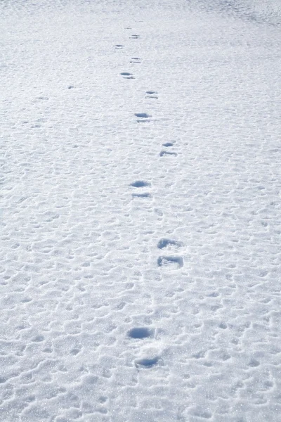在雪上的脚步声 — 图库照片