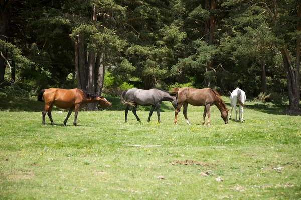 Groep van paarden in natuurpark van de gredos — Stockfoto