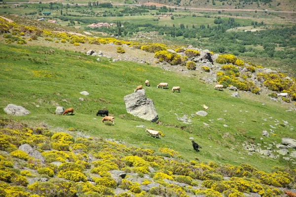 Hospodářská zvířata v pohoří gredos — Stock fotografie