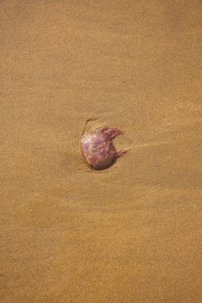Medusa di atas pasir — Stok Foto