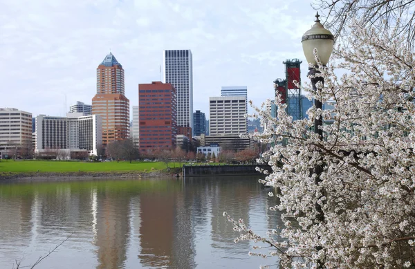 Primera señal de primavera, Portland Oregon . —  Fotos de Stock