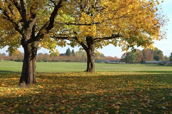 Temporada de otoño en un parque, Portland O . — Foto de Stock