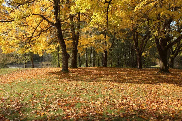 Autumn colors and changing season in a park, Oregon. — Stock Photo, Image