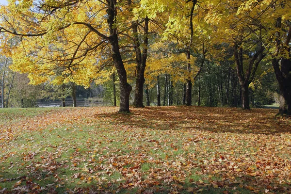 Herbstfarben und wechselnde Jahreszeit in einem Park, oregon. — Stockfoto