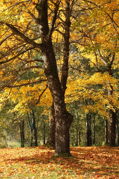 Stock image Autumn colors and changing season in a park, Oregon.