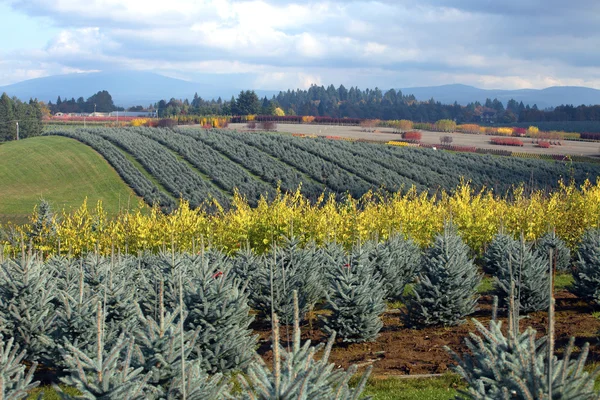 Seasonal changes in a tree farm Oregon. — Stock Photo, Image