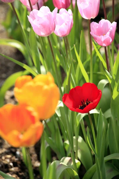 Campo de tulipanes en un jardín . — Foto de Stock