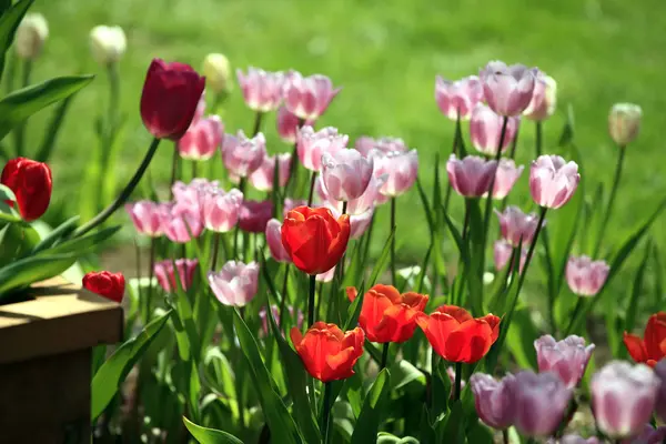 Tulipanes. — Foto de Stock