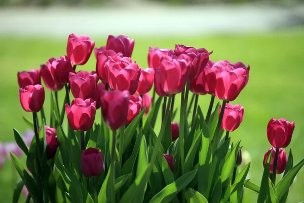 Tulipány. — Stock fotografie