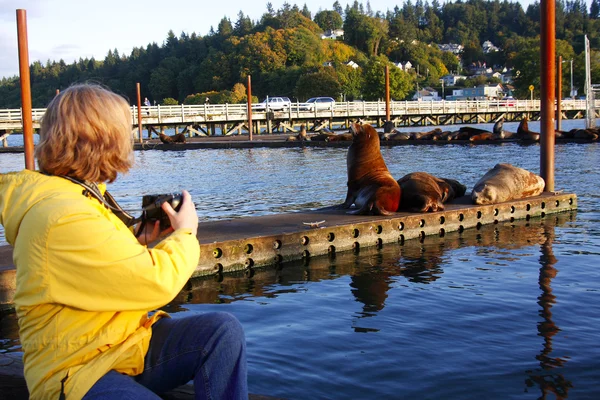 Astoria Oregon sea lions. — Stock Photo, Image