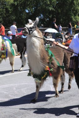 Portland - Haziran 12: Gül Festivali yıllık geçit aracılığıyla şehir merkezine 12 Haziran 2