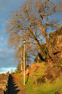 eski ağaç ve kayaların oregon city park, veya.