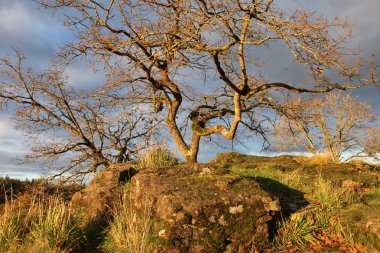 yosunlu kayalar ve yaşlı ağaçlar, oregon city veya.
