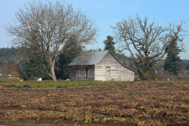 eski bir kulübede iki ağaçlar & bir çiftlik alanı, kırsal oregon.