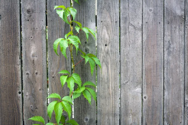 Wooden Fence — Stock Photo, Image