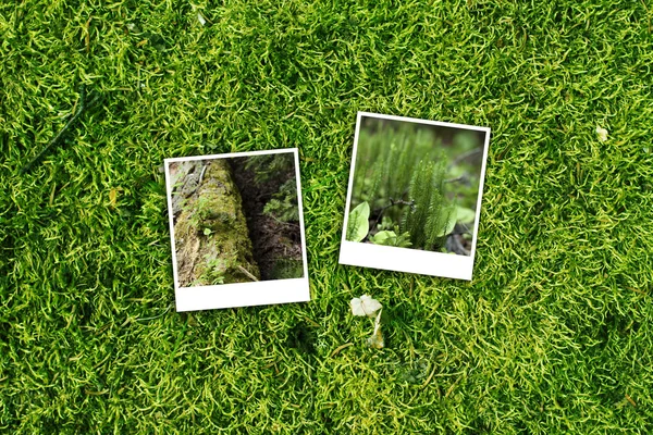 Grüner Wald Hintergrund und Hintergrund — Stockfoto