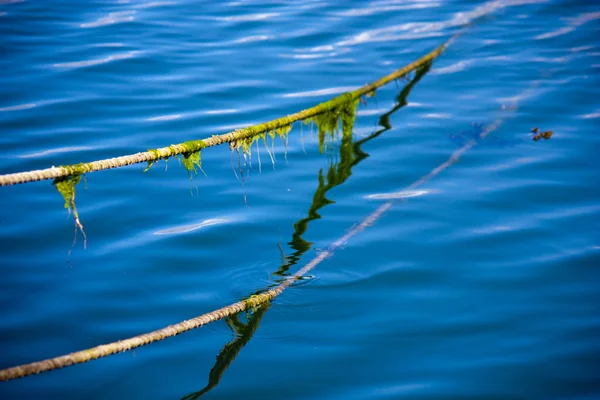 stock image Sea string