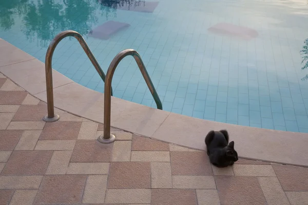Chat noir au bord de la piscine — Photo