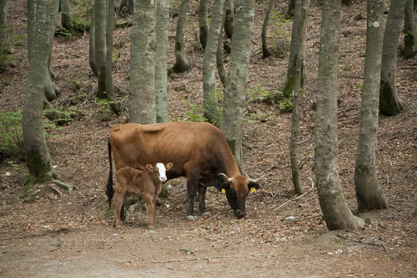 Корова и теленок в лесу — стоковое фото