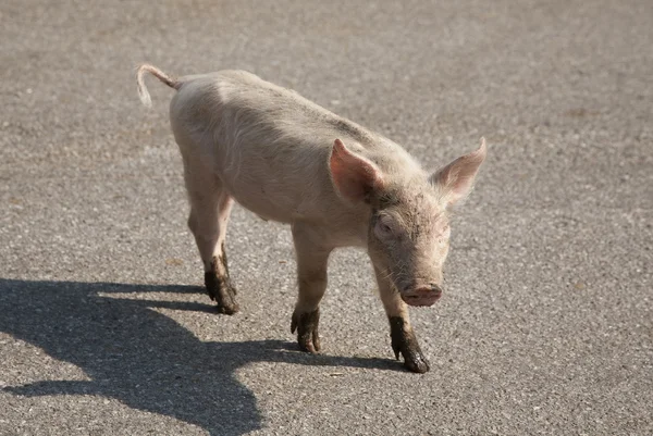 Curious piglet on road — Stock Photo, Image