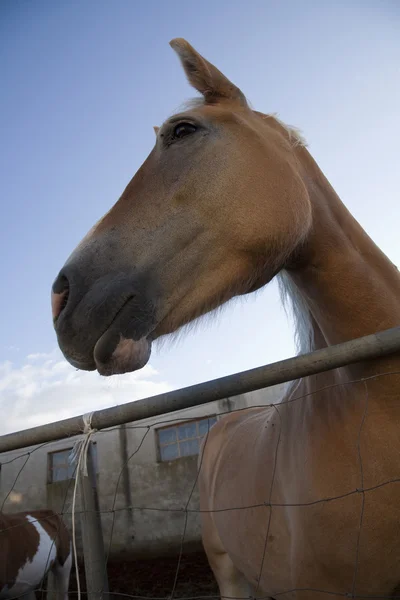 Italian mare in pen — Stock Photo, Image