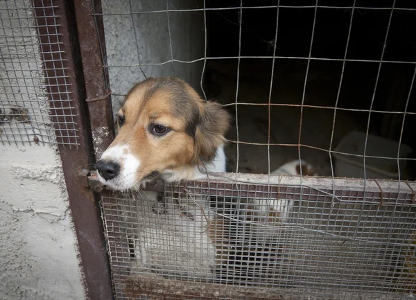 Cut dog behind bars — Stock Photo, Image