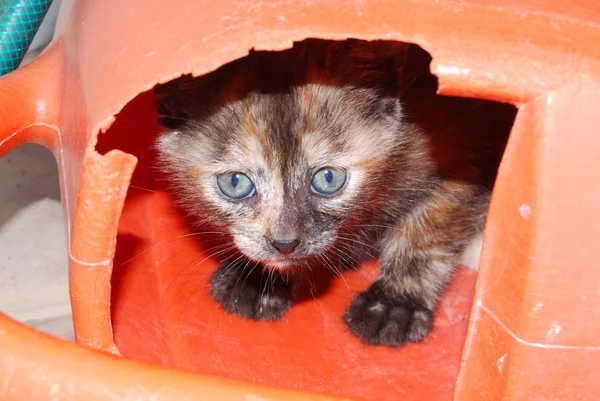 Kitten hiding — Stock Photo, Image