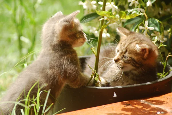 Kitten play in the flowerpot in the garden — Stock Photo, Image