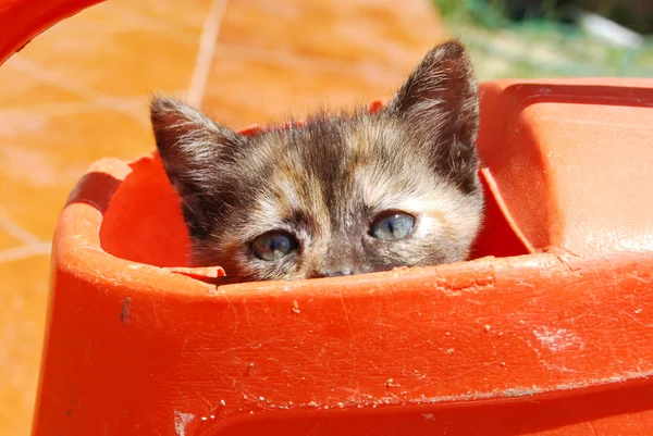 Gattino giocare e nascondersi in 'irrigazione — Foto Stock